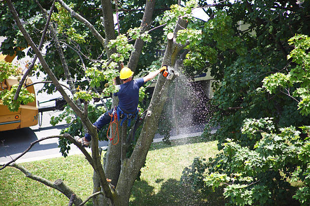 Best Lawn Disease Treatment  in North Kensington, MD