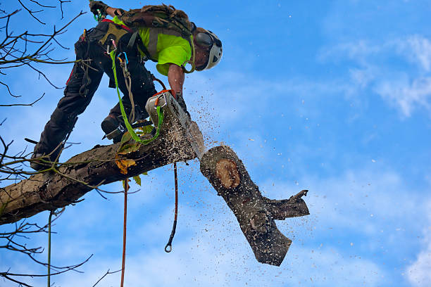 Best Hazardous Tree Removal  in North Kensington, MD